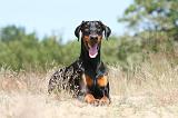 DOBERMANN 775